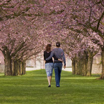 Kirschblüte im Schwetzinger Schlosspark