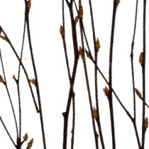 Lumicor - Natural - Birch