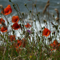 Mohn