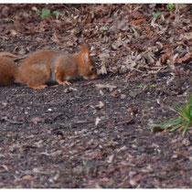 Ecureuil roux