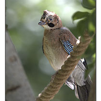 Oisillon Geai des chênes