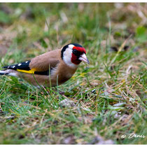 Chardonneret élégant
