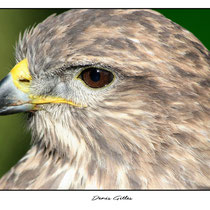 Buse variable
