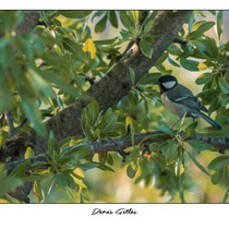 Mésange charbonnière