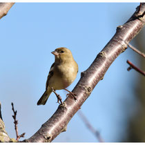 Pinson des arbres femelle