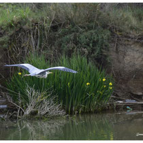 Héron cendré en vol