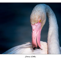Flamant rose