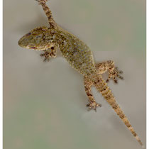 Gecko