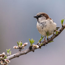 Moineau domestique (mâle)
