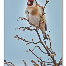 Chardonneret élégant