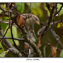 Moineau domestique femelle