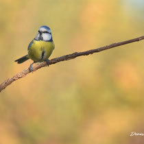 Mésange bleue
