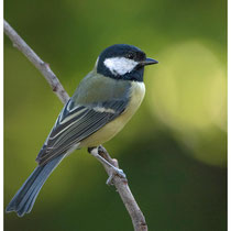 Mésange charbonnière