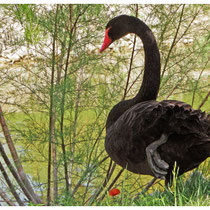 Cygne noir