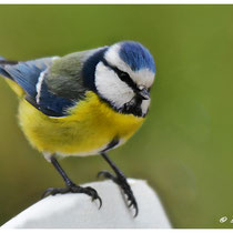 Mésange bleue