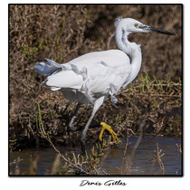 Grande aigrette