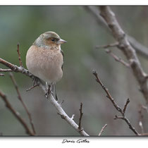 Pinson des arbres