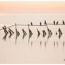 Cormorans étang du Vaccarès