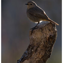 Rouge queue noir à l'aurore