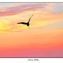 Héron cendré au crépuscule