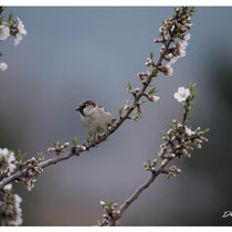 Moineau domestique (mâle)
