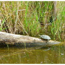 Tortue d'eau douce