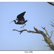 Ibis noir