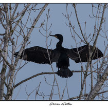 Cormoran