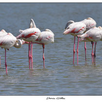Flamant rose