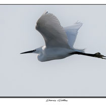 Vol de grande aigrette