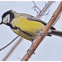 Mésange charbonnière
