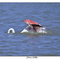 Flamant rose toilettage