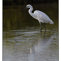 Grande Aigrette