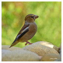 Gros bec casse noyau