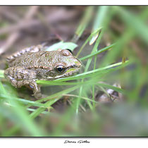 Petite grenouille rousse
