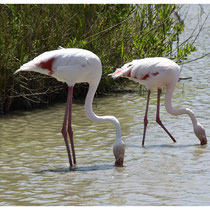 Flamants roses