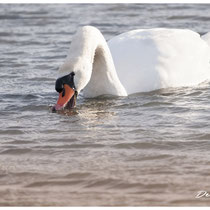 Cygne (Grau du Piemanson)