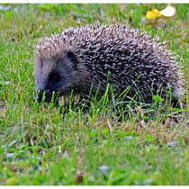 Hérisson