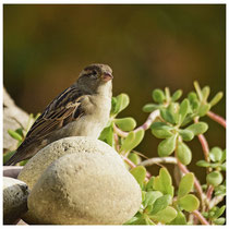 Moineau soulcie