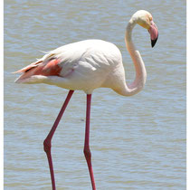 Flamant rose