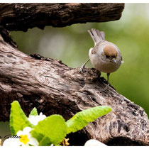 Fauvette femelle à calotte rousse