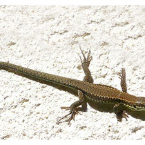 Lézard des murailles