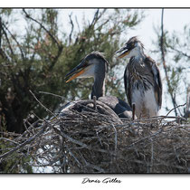 Jeunes hérons cendrés