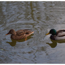 Couple colvert
