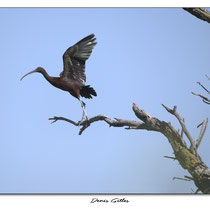 Ibis noir