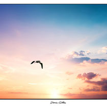 Héron cendré au crépuscule