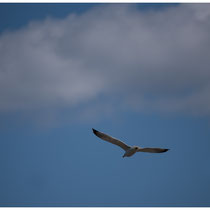 Goéland en vol