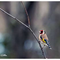 Chardonneret élégant