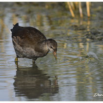 Gallinule juvénile