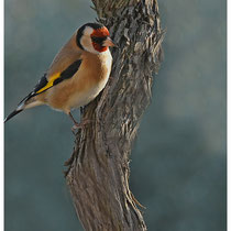 Chardonneret élégant